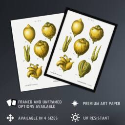 Artery8 Lemon Citrus Fruit Illustration Redoute Vintage Framed Wall Art Print in White - Size: A4 - thumbnail 2