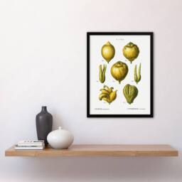 Artery8 Lemon Citrus Fruit Illustration Redoute Vintage Framed Wall Art Print in White - Size: A4 - thumbnail 4