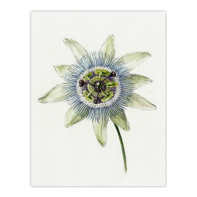 "Artery8 Passion Flower Bloom Floral Drawing Bernard Wall Art Print Poster in White - Size: W12"" x H16""" - image 1