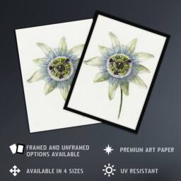 "Artery8 Passion Flower Bloom Floral Drawing Bernard Wall Art Print Poster in White - Size: W12"" x H16""" - thumbnail 2