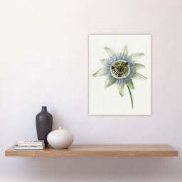 "Artery8 Passion Flower Bloom Floral Drawing Bernard Wall Art Print Poster in White - Size: W12"" x H16""" - thumbnail 4