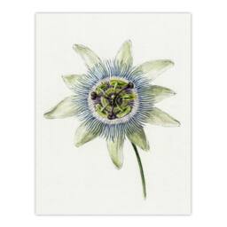 "Artery8 Passion Flower Bloom Floral Drawing Bernard Wall Art Print Poster in White - Size: W12"" x H16""" - thumbnail 1