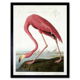 "Wee Blue Coo Audubon Flamingo Vintage Bird Illustration 12x16"" Framed Art Print in Pink - Size: W12"" x H16""" - thumbnail 1