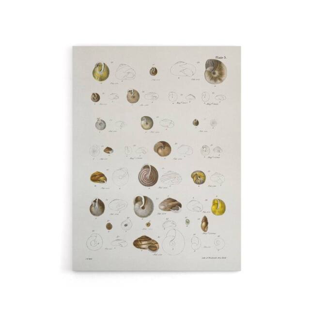 "Artery8 James De Kay Seashells Study Illustration Canvas Wall Art Print in White - Size: W12"" x H16""" - image 1