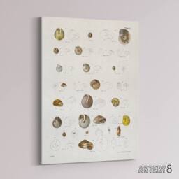 "Artery8 James De Kay Seashells Study Illustration Canvas Wall Art Print in White - Size: W12"" x H16""" - thumbnail 2