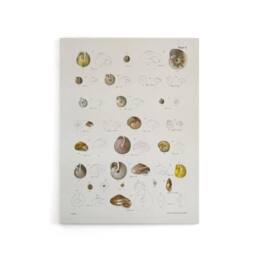 "Artery8 James De Kay Seashells Study Illustration Canvas Wall Art Print in White - Size: W12"" x H16""" - thumbnail 1