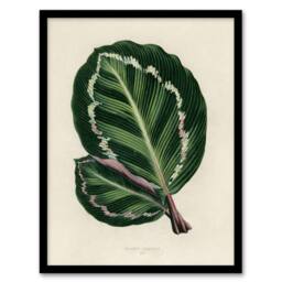 Artery8 Vintage Botanical Maranta Calathea Leaves Fawcett Framed Wall Art in Beige - Size: A4 - thumbnail 1