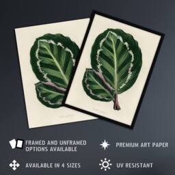 Artery8 Vintage Botanical Maranta Calathea Leaves Fawcett Framed Wall Art in Beige - Size: A4 - thumbnail 2