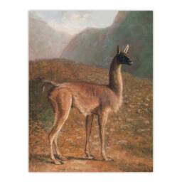 Artery8 Guanaco Llama in Mountain Landscape Agasse Framed Wall Art Print - Size: A3 - thumbnail 3
