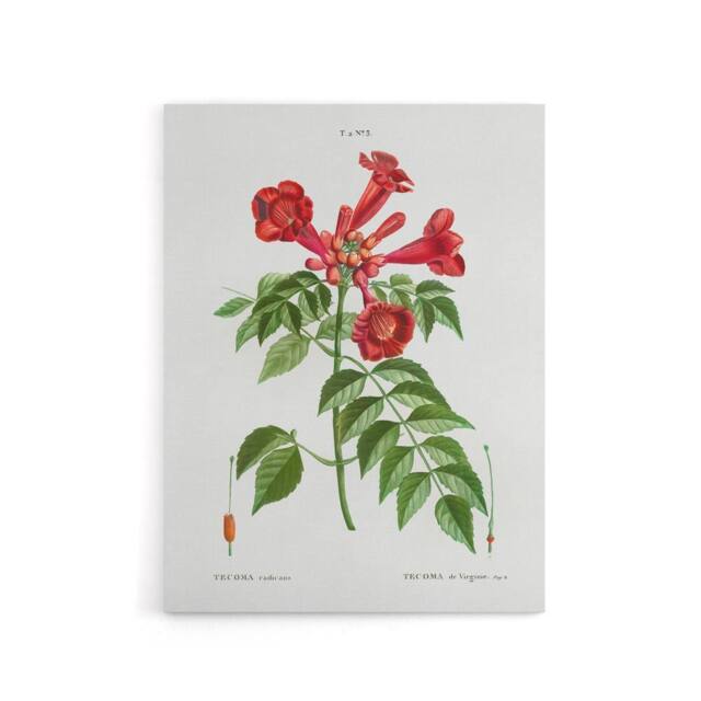 "Artery8 Trumpet Vine Flowers Redoute Vintage Canvas Wall Art in White - Size: W18"" x H24""" - image 1