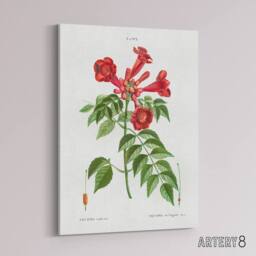 "Artery8 Trumpet Vine Flowers Redoute Vintage Canvas Wall Art in White - Size: W18"" x H24""" - thumbnail 2