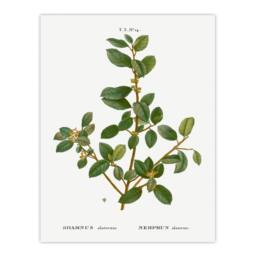 Artery8 Pierre J Redoute Framed Wall Art Italian Buckthorn Vintage Botanical in White - Size: A4 - thumbnail 3