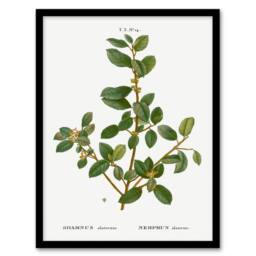 Artery8 Pierre J Redoute Framed Wall Art Italian Buckthorn Vintage Botanical in White - Size: A4 - thumbnail 1