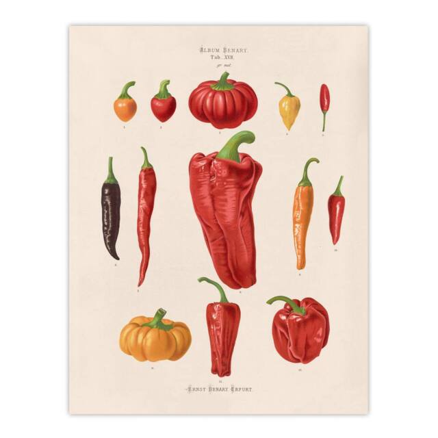 "Artery8 Capsicums & Chili Peppers Ernst Benary Wall Art Poster Print in White - Size: W18"" x H24""" - image 1