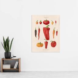 "Artery8 Capsicums & Chili Peppers Ernst Benary Wall Art Poster Print in White - Size: W18"" x H24""" - thumbnail 4