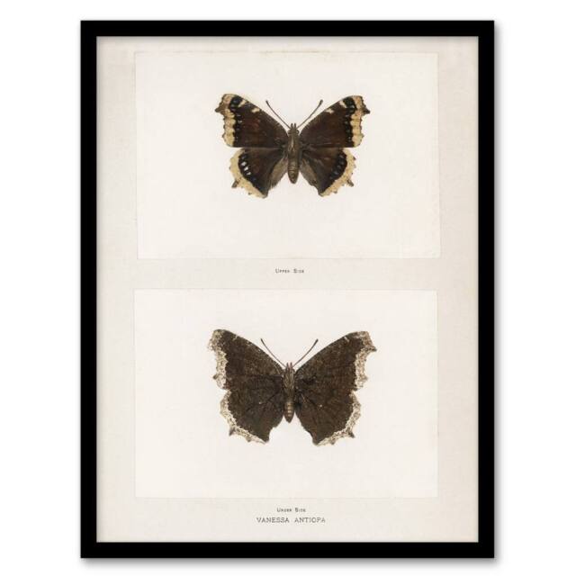 "Artery8 Mourning Cloak Butterfly Sherman Denton Framed Wall Art Print in White - Size: W12"" x H16""" - image 1