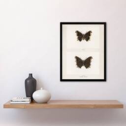 "Artery8 Mourning Cloak Butterfly Sherman Denton Framed Wall Art Print in White - Size: W12"" x H16""" - thumbnail 4