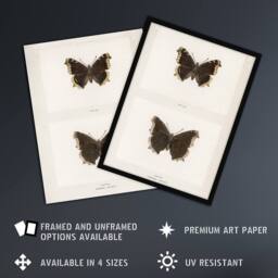 "Artery8 Mourning Cloak Butterfly Sherman Denton Framed Wall Art Print in White - Size: W12"" x H16""" - thumbnail 2