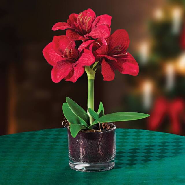 Coopers of Stortford Artificial Red Amaryllis Plant in Decorative Glass Pot