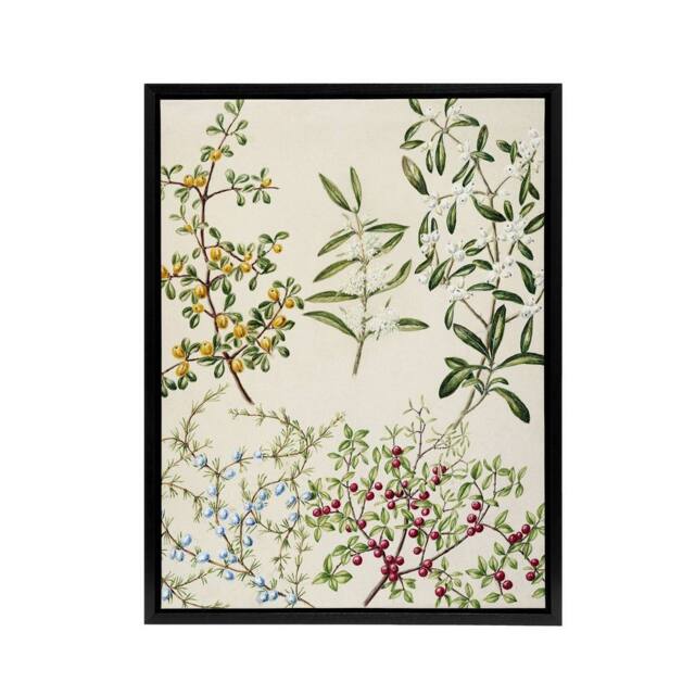 "Artery8 New Zealand Coprosma Acerosa Coastal Plant Featon Framed Canvas Art in Beige - Size: W12"" x H16""" - image 1