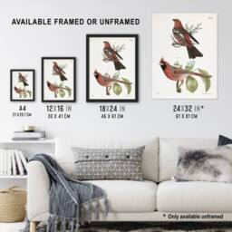 Artery8 James De Kay Pine Bulfinch & Cardinal Grosbeak Framed Wall Art Print in White - Size: A4 - thumbnail 3
