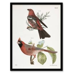 Artery8 James De Kay Pine Bulfinch & Cardinal Grosbeak Framed Wall Art Print in White - Size: A4 - thumbnail 1