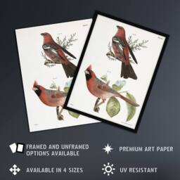 Artery8 James De Kay Pine Bulfinch & Cardinal Grosbeak Framed Wall Art Print in White - Size: A4 - thumbnail 2
