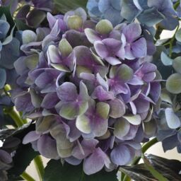 Bloom Artificial Single Charlotte Mauve Hydrangea Stem - Faux Fake Realistic Flower, Indoor Home Floral Decoration - L65cm in Purple - thumbnail 3