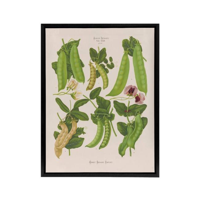 "Artery8 Sugar Peas Vintage Illustration Ernst Benary Framed Canvas Wall Art in White - Size: W18"" x H24""" - image 1