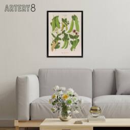 "Artery8 Sugar Peas Vintage Illustration Ernst Benary Framed Canvas Wall Art in White - Size: W18"" x H24""" - thumbnail 3