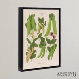"Artery8 Sugar Peas Vintage Illustration Ernst Benary Framed Canvas Wall Art in White - Size: W18"" x H24""" - thumbnail 2