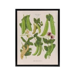 "Artery8 Sugar Peas Vintage Illustration Ernst Benary Framed Canvas Wall Art in White - Size: W18"" x H24""" - thumbnail 1