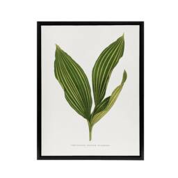 "Artery8 AF Lydon Benjamin Fawcett Lily of the Valley Leaf Framed Canvas Art in White - Size: W12"" x H16""" - thumbnail 1
