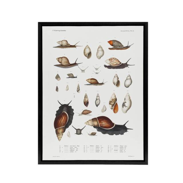 "Artery8 Snail shell Marine Life Ocean Augustus Gould Framed Canvas Wall Art in White - Size: W24"" x H32""" - image 1