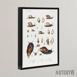 "Artery8 Snail shell Marine Life Ocean Augustus Gould Framed Canvas Wall Art in White - Size: W24"" x H32""" - thumbnail 2