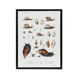 "Artery8 Snail shell Marine Life Ocean Augustus Gould Framed Canvas Wall Art in White - Size: W24"" x H32""" - thumbnail 1