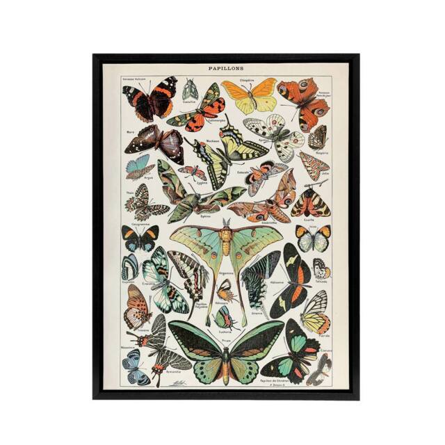 "Artery8 Millot Encyclopedia Butterflies Papillons Framed Canvas Wall Art Print - Size: W12"" x H16""" - image 1