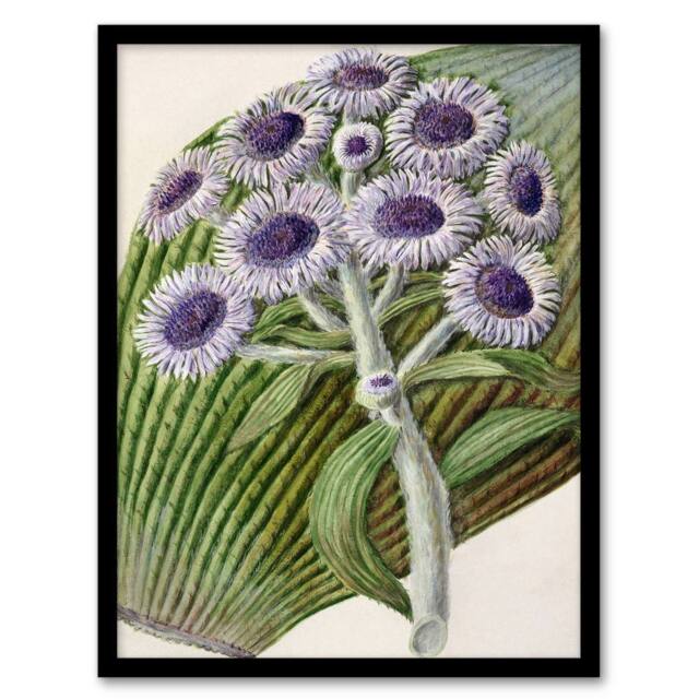 Artery8 Sarah Featon Framed Wall Art New Zealand Antarctic Daisy Flowers in Beige - Size: A4 - image 1