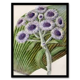 Artery8 Sarah Featon Framed Wall Art New Zealand Antarctic Daisy Flowers in Beige - Size: A4 - thumbnail 1