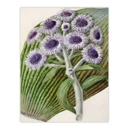 Artery8 Sarah Featon Framed Wall Art New Zealand Antarctic Daisy Flowers in Beige - Size: A4 - thumbnail 3