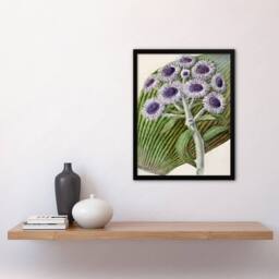 Artery8 Sarah Featon Framed Wall Art New Zealand Antarctic Daisy Flowers in Beige - Size: A4 - thumbnail 2