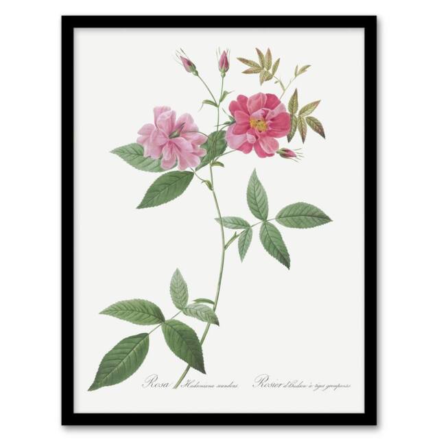 Artery8 Hudson Rosehip Botanical Redoute Vintage Framed Wall Art Print in White - Size: A4 - image 1