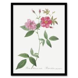 Artery8 Hudson Rosehip Botanical Redoute Vintage Framed Wall Art Print in White - Size: A4 - thumbnail 1