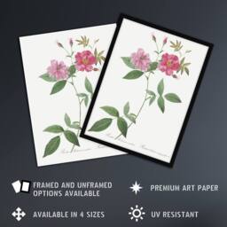 Artery8 Hudson Rosehip Botanical Redoute Vintage Framed Wall Art Print in White - Size: A4 - thumbnail 2