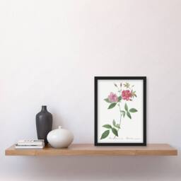 Artery8 Hudson Rosehip Botanical Redoute Vintage Framed Wall Art Print in White - Size: A4 - thumbnail 4