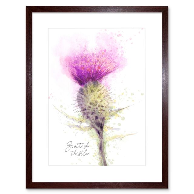Artery8 Scottish Thisle Scotland National Flower Bright Floral Watercolour Illustration Framed Wall Art Print Picture 12X16 inch in Brown - image 1