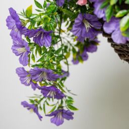 Primrose Large Artificial Petunia Flowers Rattan Hanging Basket Decoration Purple & Pink 30cm in Green - thumbnail 6