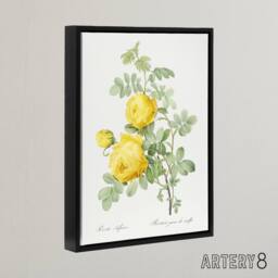 "Artery8 Yellow Rose Botanical Redoute Vintage Black Framed Canvas Wall Art in White - Size: W12"" x H16""" - thumbnail 2