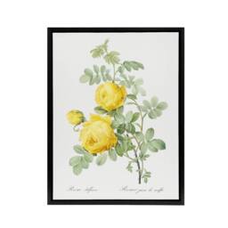 "Artery8 Yellow Rose Botanical Redoute Vintage Black Framed Canvas Wall Art in White - Size: W12"" x H16""" - thumbnail 1