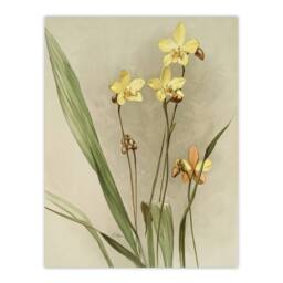 "Artery8 F Sander Spathoglottis Kimballiana Orchid Flowers Wall Art Print - Size: W12"" x H16""" - thumbnail 1